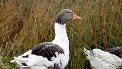 lobasincensura profile details provided