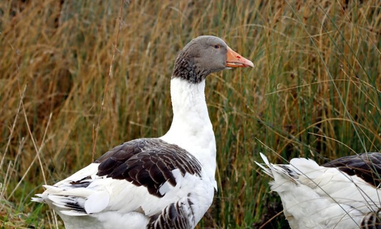 lobasincensura profile details provided